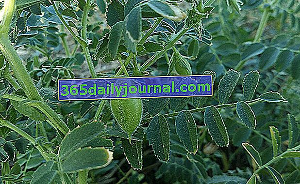 Нахут (Cicer arietinum), средиземноморските бобови растения