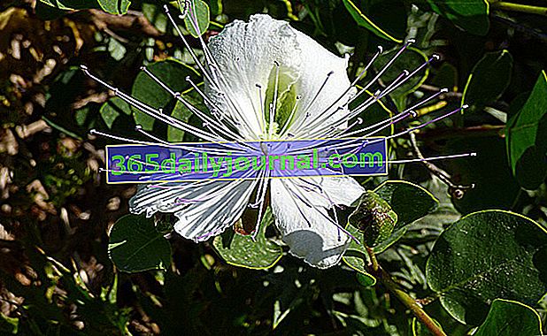 Alcaparra (Capparis spinosa) hermosas flores