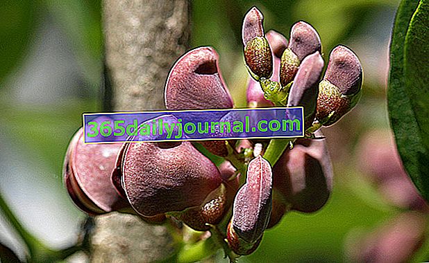 Hlíznatá wisteria (Apios americana) nebo bramborové fazole