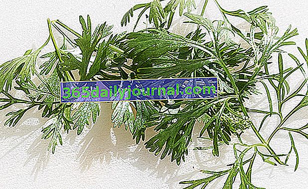 perifollo de jardín o perifollo común (Anthriscus cerefolium)