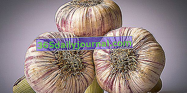 Česen (Allium sativum), začimba in zdravilna čebulica