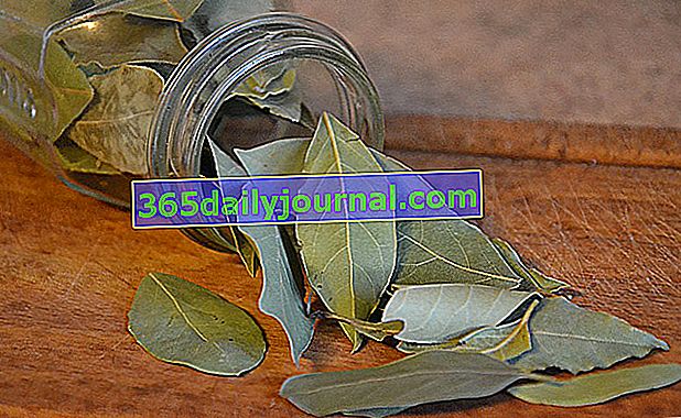 sušené bobkové listy