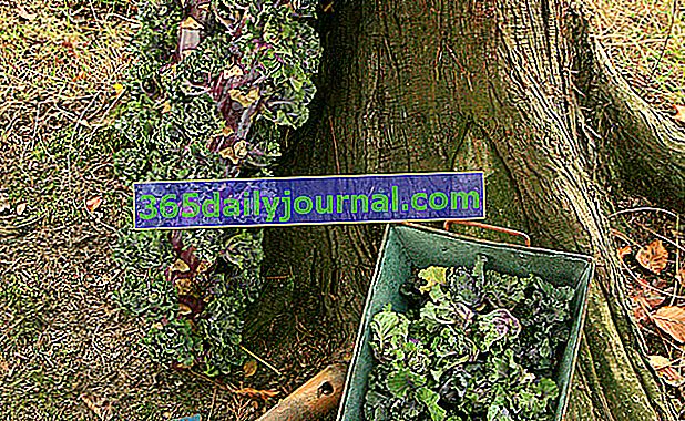 Kapustový květ (Brassica 'Flower Sprout') nebo kalety