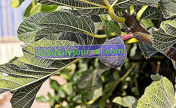 Higuera (Ficus carica), para higos de alto valor nutricional
