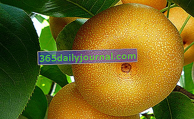 nashi (pyrus pyrifolia) o manzana-pera