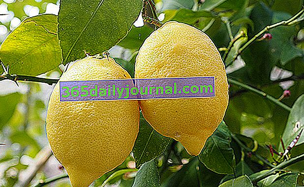 Лимоново дърво (Citrus limon), за лимонов сок