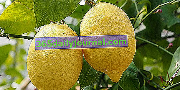 Citroník (Citrus limon), na citronovou šťávu