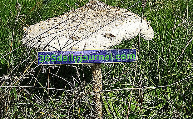 Coulemelle (Macrolepiota procera), oblíbený a lahodný lepiot - houba