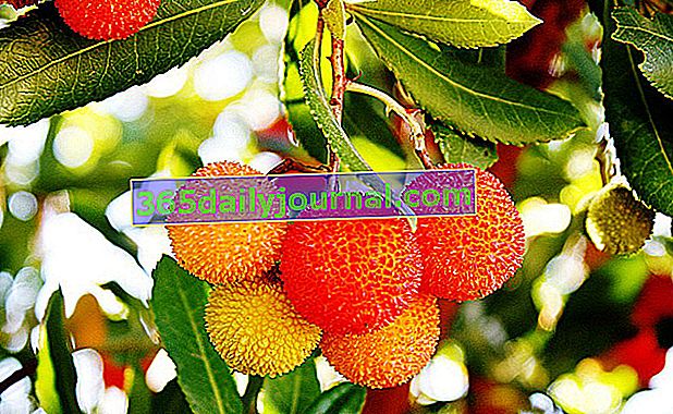fruta de fresa