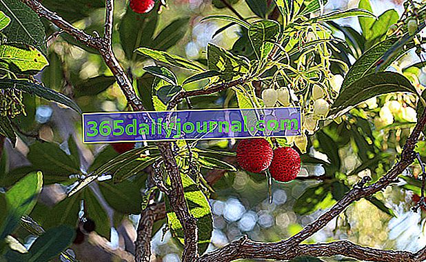 Ягодово дърво (Arbutus unedo) ягодово дърво