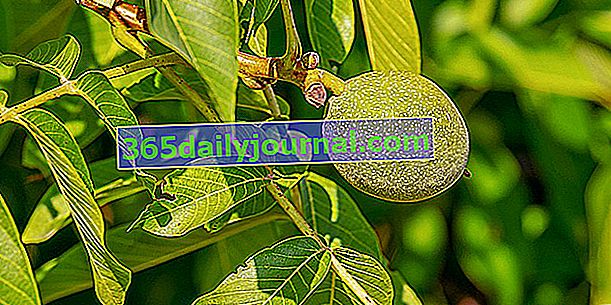 Горіх (Juglans regia), горіхове дерево