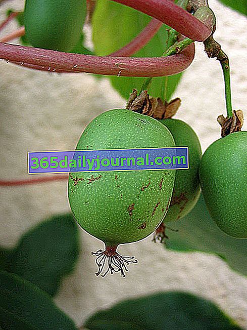 Kiwai (Actinidia arguta), mini kiwi alebo sibírske kiwi, ovocný strom zo záhrady