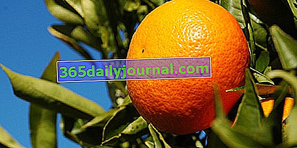 Мандарина (Citrus reticulata), цитрусови плодове от градината