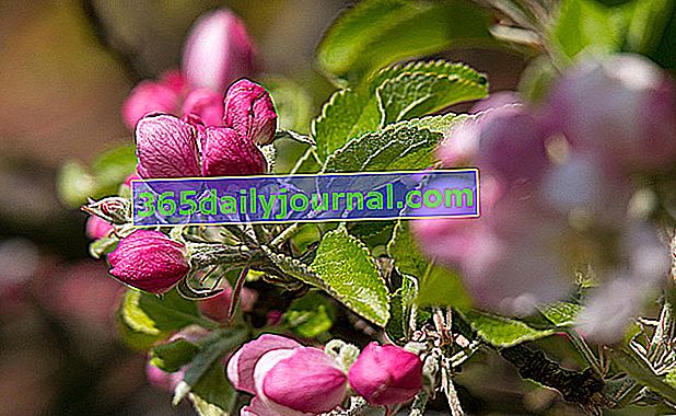 Kwitnąca jabłoń (Malus floribunda) lub ozdobna jabłoń