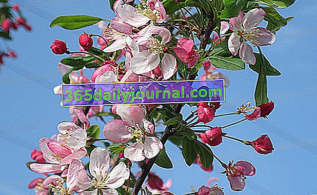 Kwitnąca jabłoń (Malus floribunda) lub jabłoń japońska
