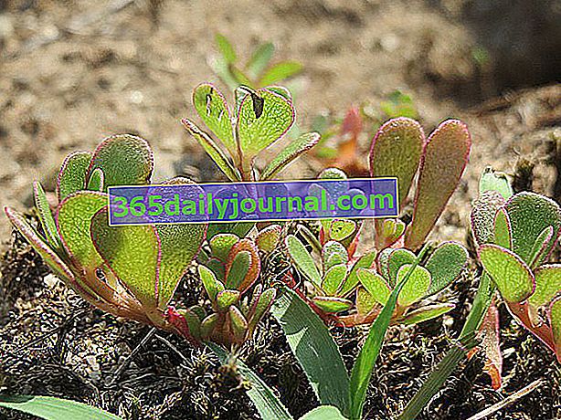 Verdolaga común (Portulaca oleracea) para comer en ensaladas: cultivo, mantenimiento