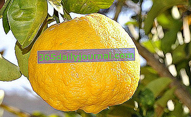 Lemon Yuzu (Citrus junos), japonsko drevo limone, gojenje in nega