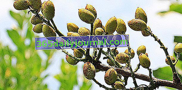 Шам фъстък (Pistacia vera), сух плод от аперитива и нуга
