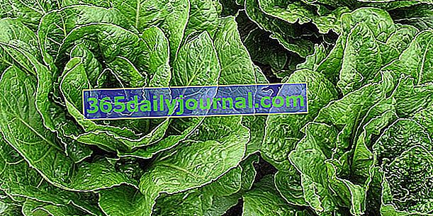 Romaine marul (Lactuca sativa türü Longifolia), biraz unutulmuş bir salata