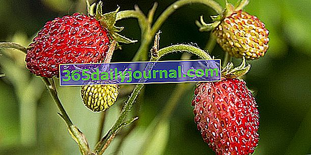 Горска ягода (Fragaria vesca), несравним аромат