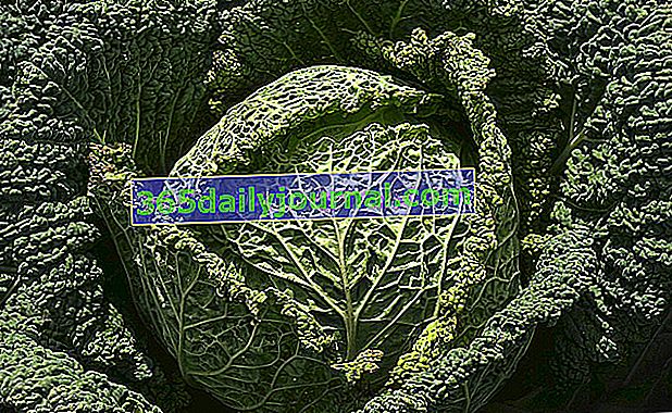 Savojská kapusta (Brassica oleracea var. Sabauda) tiež nazývaná Savojská kapusta, Pancalierova kapusta, Blistrová kapusta