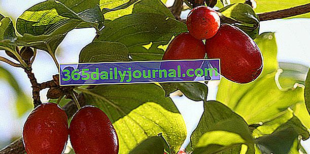 Cornejo macho (Cornus mas), con deliciosos frutos rojos silvestres