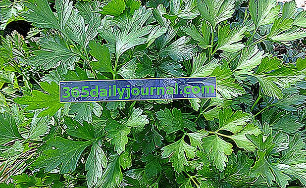 Perejil simple (Petroselinum crispum)
