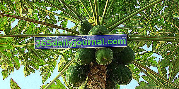 Papaja (Carica papaya), snažni antioksidans