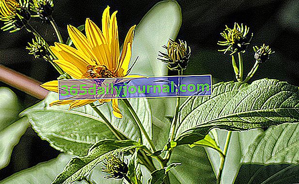 flores amarillas de alcachofa de Jerusalén como girasoles