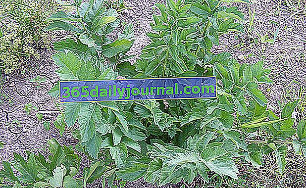 Lovage (Levisticum officinale) alebo trvalkový zeler