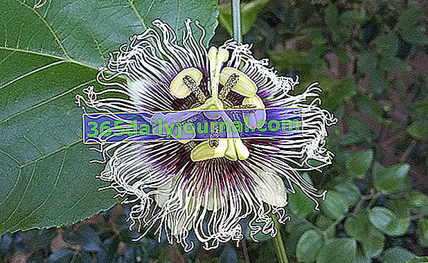 flor de granadilla (Passiflora edulis)