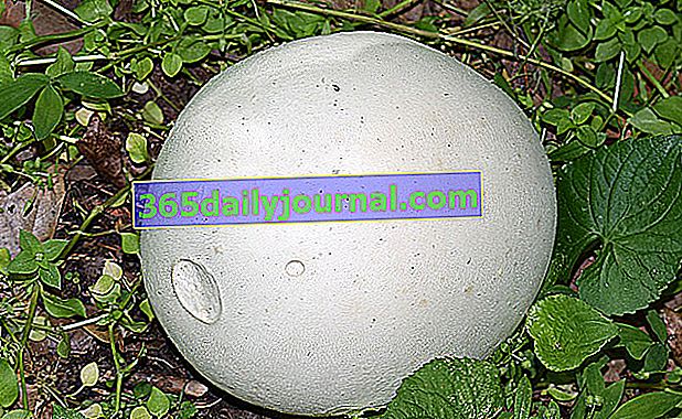 Puffball gigante (Calvatia gigantea) 