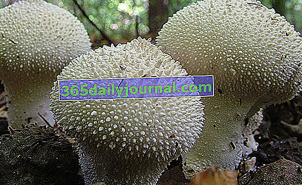inci puffball (Lycoperdon perlatum)