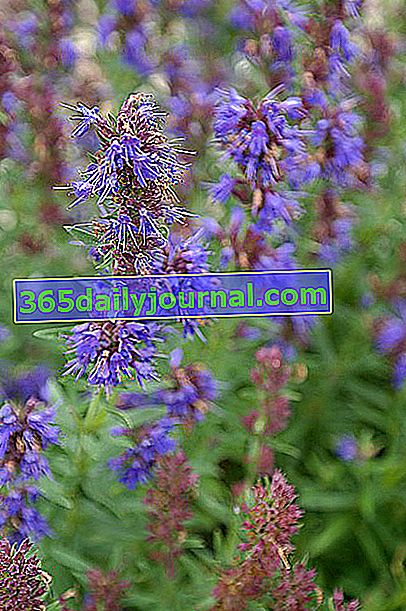 Yzop (Hyssopus officinalis), aromatické a terapeutické rastliny: výsadba, pestovanie