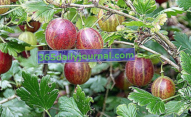 Grosella espinosa (Ribes uva crispa) rojo violeta