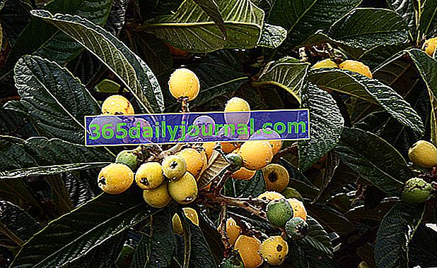 Mišpuľka japonská (Eriobotrya japonica), loquat alebo bibacier