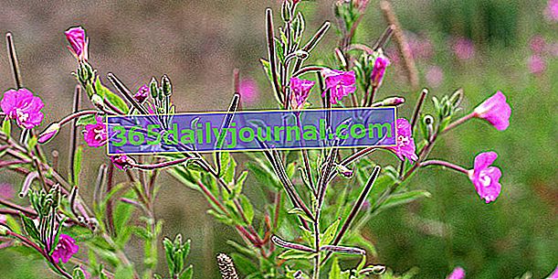 Fireweed (Epilobium) s bylinnými a kulinárskymi prednosťami