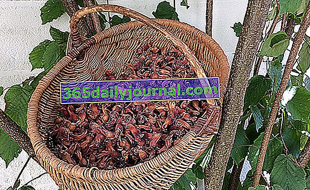 Lískové ořechy: sběr, skladování a používání lískových ořechů