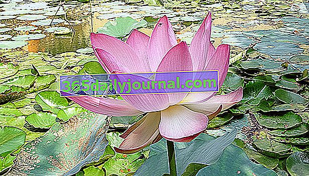 Loto indio, también llamado loto sagrado o loto oriental (Nelumbo nucifera)