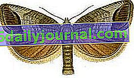 můra obecná (Cydia pomonella)