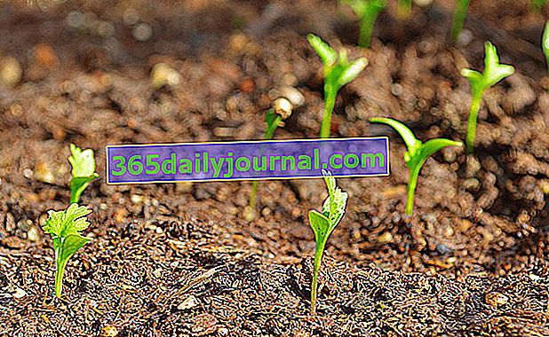 Plántulas de cilantro: ¿cuándo y cómo?