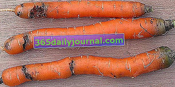 Моркова муха: как да се отървем от нея?