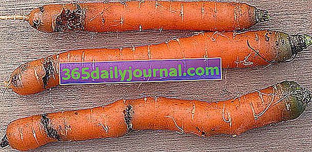 zanahorias atacadas por gusano de zanahoria