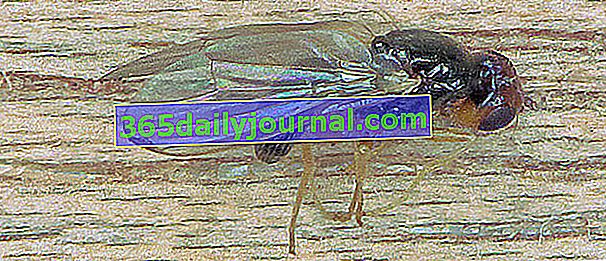 mrkvová muška (Psila rosae) hrozivý škodca