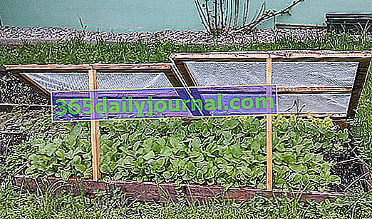 sadnice salate ispod okvira