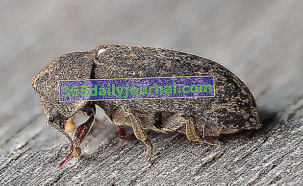 голям дървесен бръмбар (Xestobium rufovillosum)