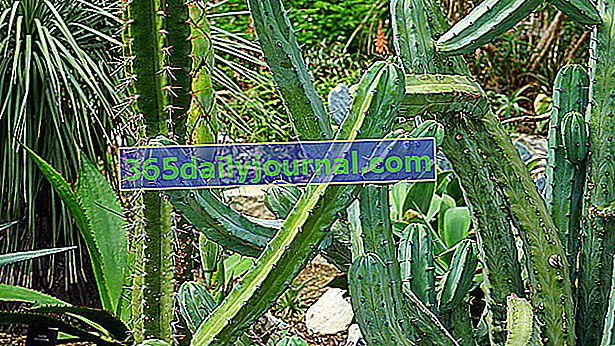 kaktusi i sukulenti u njegovom vrtu
