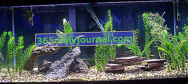 Как да инсталирате растения в аквариум? 