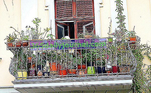 plantas de balcón a la sombra