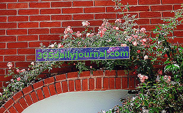 Rosa trepadora, planta trepadora con bonitas flores para el jardín